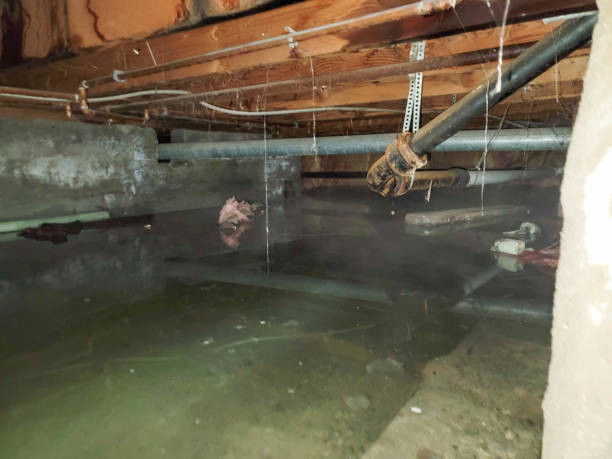 Best 24/7 water damage repair  in St Francis, MN